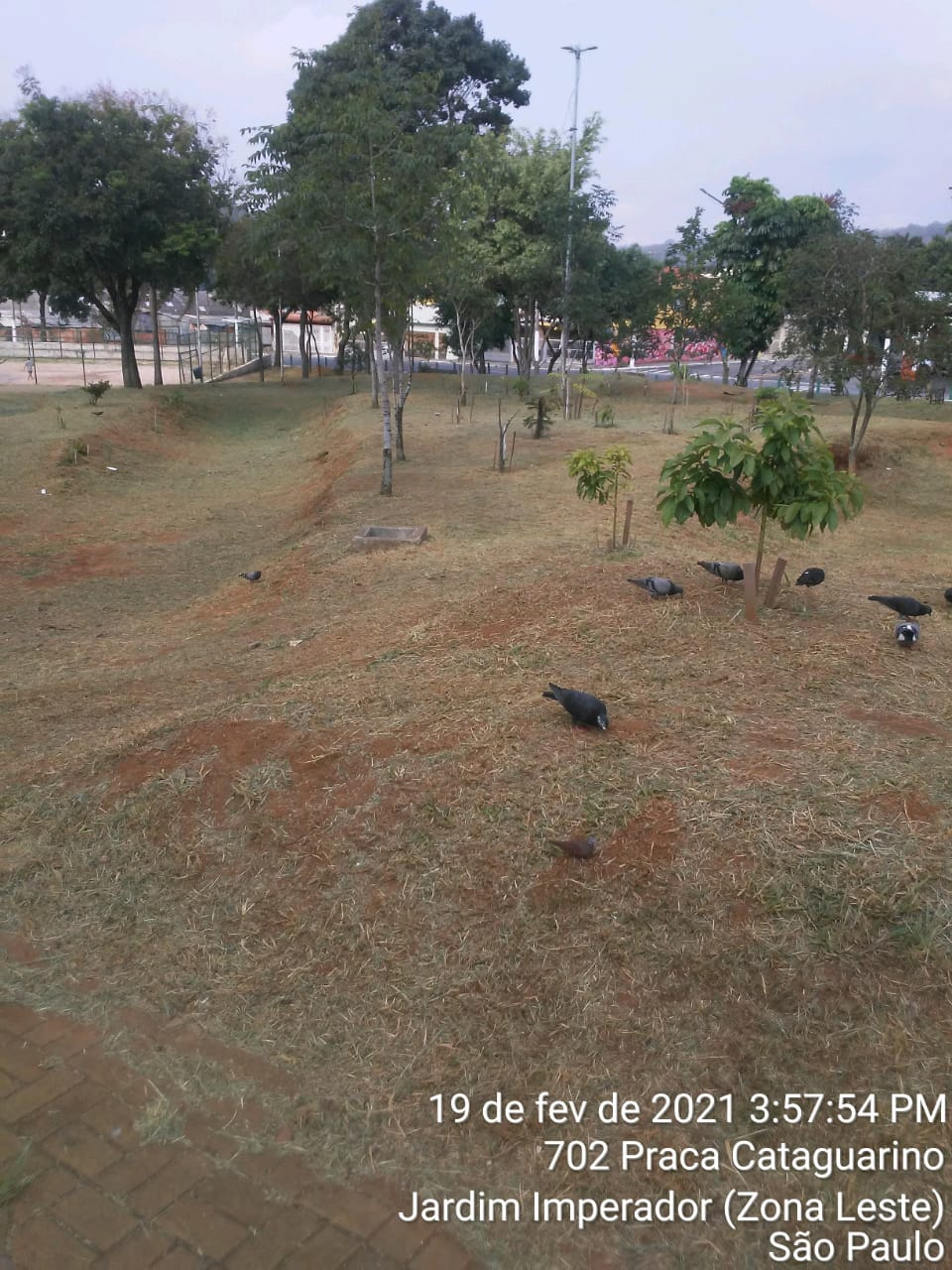 Grama aparada em uma praça, com algumas árvores de vários portes no terreno. Pombos procuram alimento, no chão. 